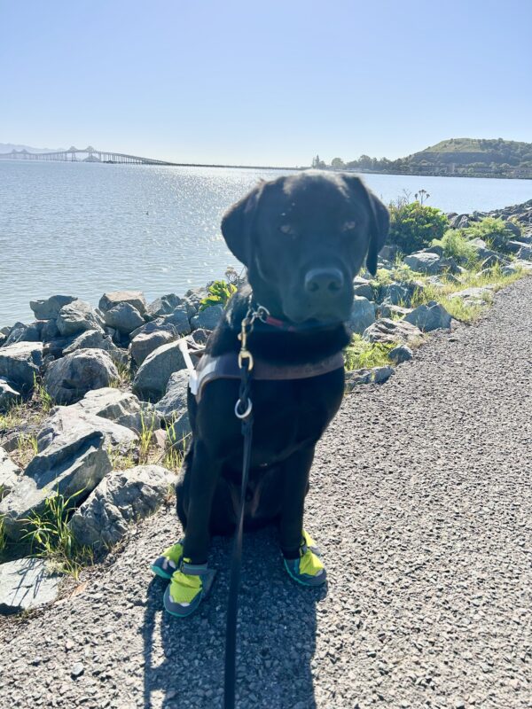 <p>Missoula sits in harness on a paved trail by the water wearing all four boots. It is a sunny day and he is looking at the camera with his mouth closed.</p>