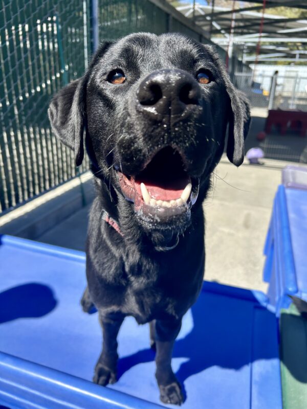 <p>Missoula stands on a piece of play equipment. It is a sunny day and he is looking up at the camera with his mouth open. </p>