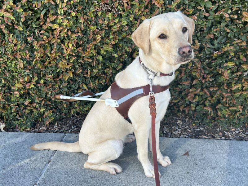 <p>Aya sits in harness looking off in the distance. There is an ivy wall in the background. </p>