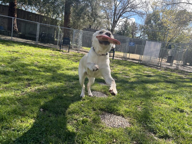 <p>Aya is pictured mid-leap as she plays with a toy in the grass paddock on the CA campus.</p>