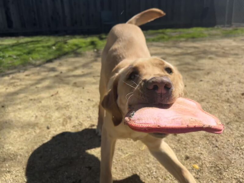 <p>A close-up image of Blue playing in the grass paddock on the CA campus with a toy in his mouth. </p>