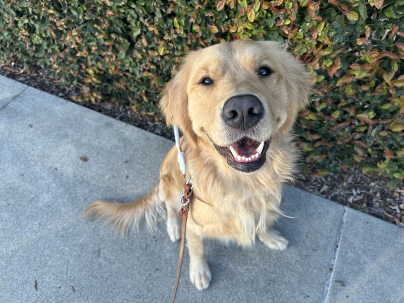 <p>Davenport sits in harness while looking up at the camera person. There is an ivy wall in the background. </p>