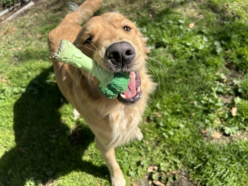 <p>Davenport is playing off-leash in the grass paddock of the CA campus. He is holding his favorite dog toy in his mouth. </p>