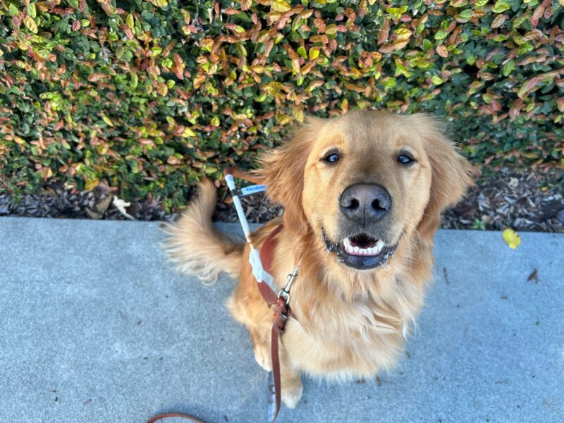 <p>Rush sits in harness while looking up at the camera person. There is an ivy wall in the background. </p>