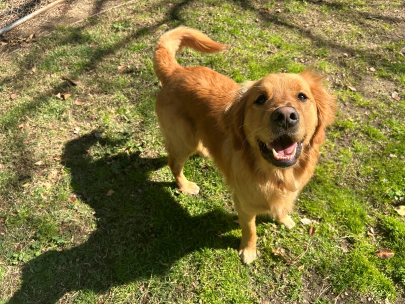 <p>Rush stands in the middle of the grass paddock on the CA campus. He appears to be smiling up at the camera person during an off-leash play session.</p>
