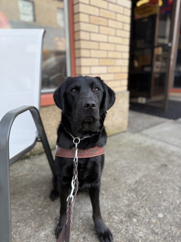 <p>Tofino sits outside a coffee shop in his guide dog harness. He is attentively looking at his handler as he waits for a kibble. </p>
