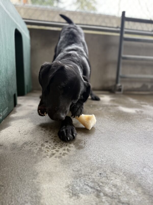 <p>Tofino lays in the community run area and chews on a Nylabone. He is in a play bow position with the bone positioned between his front paws and his bottom in the air. </p>
