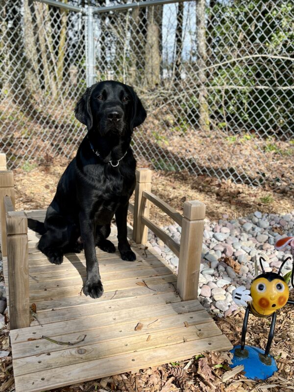 Black lab 'Pluto' sits on a small wooden bridge over some blue and pink river rocks. He gazes into the camera with soft eyes. There is a cartoon bee statute in the right corner and fencing and trees in the background.