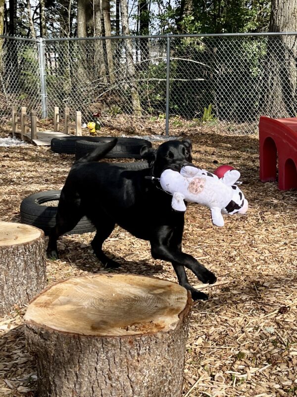 Black lab 'Pluto' runs towards the camera carrying a large cow stuffed animal. He is romping in the sensory garden. There are bark chips on the ground and two stumps in the foreground. Behind Pluto is play equipment, large tires, a small wooden bridge and trees.
