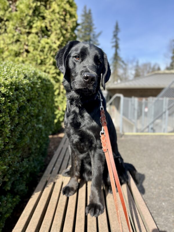 Black lab 'Poseidon' sits on a bench in the sunlight. His head is tilted as he looks at the camera. On his left is a green bush and there are trees and a blue sky behind him. He has a brown leather leash on.