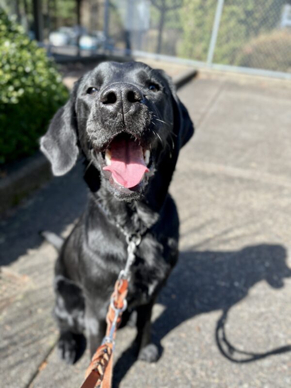 Black lab 'Pippin' sits in the sunlight and smiles up at the camera. Her mouth is open and it looks like she is laughing. Her black fur is 'sparkling' in the sun. She is wearing a brown leash. She is sitting on concrete and there is a green bushes and trees behind her.