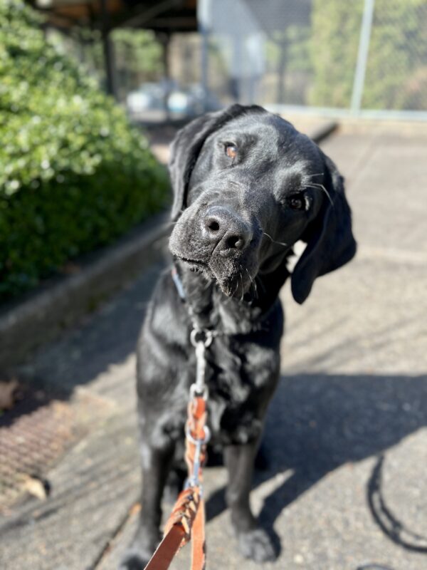 'Pippin' sits on concrete facing the camera, her held is tilted to the right and she has a curious look on her face. She is shining in the sunlight and wearing a brown leash. There are green bushes and trees in the background.