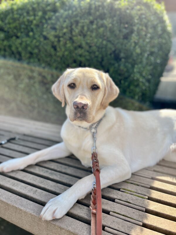 Yellow lab 'Coast' lies serenely on a light brown wooden bench and stares softly into the camera. Her fur is sparkling in the sunlight and she is wearing a brown leash. Behind her is a green bush.