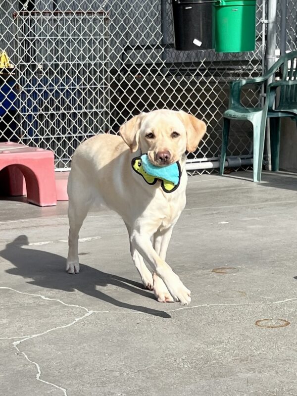 'Coast' prances towards the camera with a small green and blue hedgehog stuffed toy in her mouth. She is glowing in the sunlight. The ground is concrete and there is red play equipment, fencing, a green chair, and black and green buckets behind her.