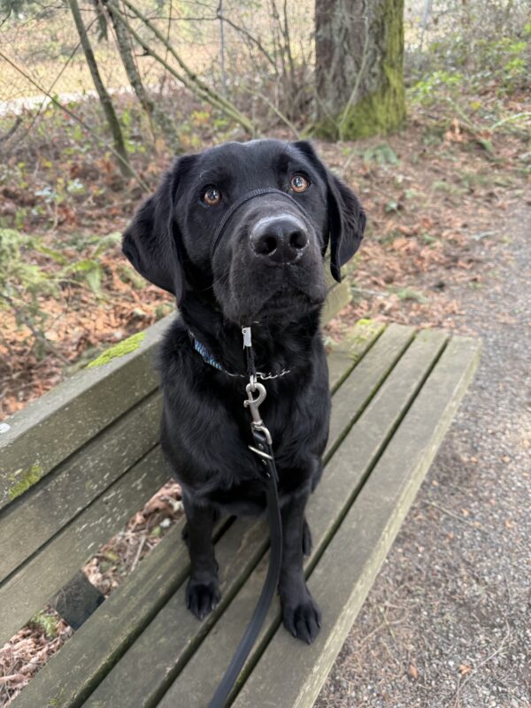 Black Lab, Travis, sits on a mossy wooden bench in the woods. He is looking at the camera wearing his blue collar and black head collar. Behind him is some trees, foliage, and a fence.