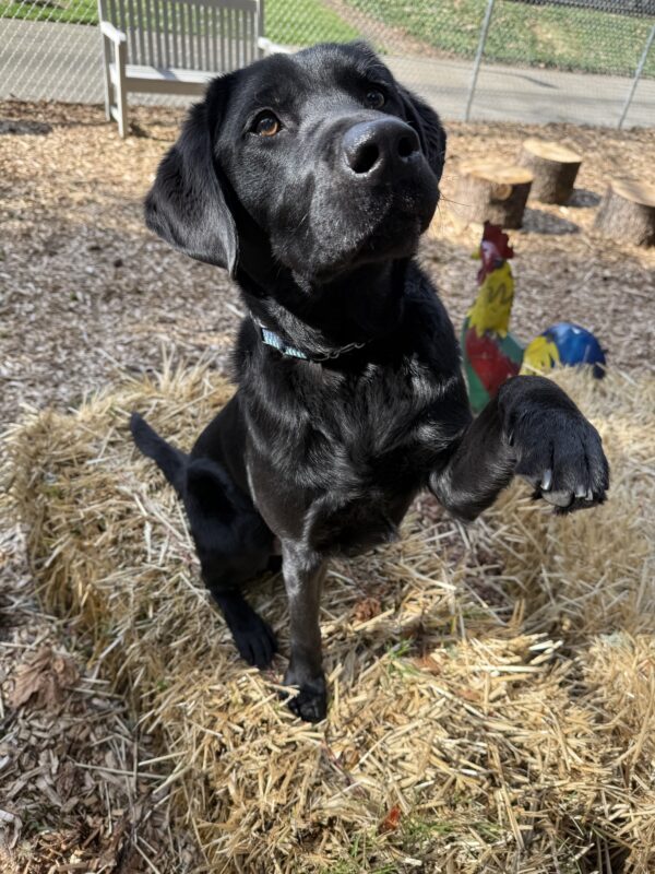 Travis sits atop a haybale. His left paw is lifted as if he is offering a handshake. Behind him is a multicolored metal chicken, a white bench, a fence, three tree stumps and a pine chip yard.