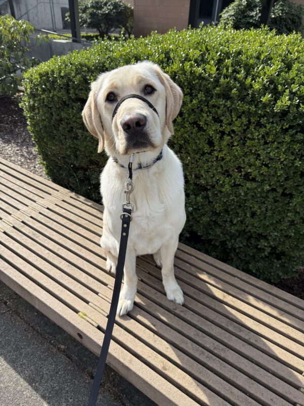 Yellow lab, Ragnar, sits politely atop a wooden bench. He gazes into the camera with his head slightly tilted. He is wearing his blue collar and his black head collar. Behind him is a large green bush.