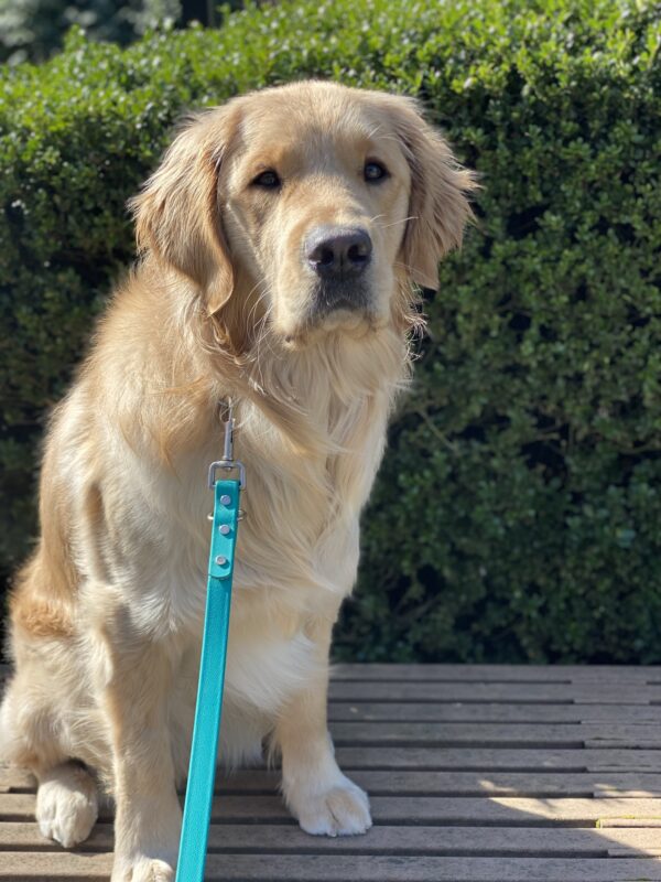 Mendo, an adorable, fluffy large cross is sitting on a bench on a beautiful sunny day. He is staring intently at the camera hoping for a snack with his ears perked and his luscious golden locks glistening in the sunlight