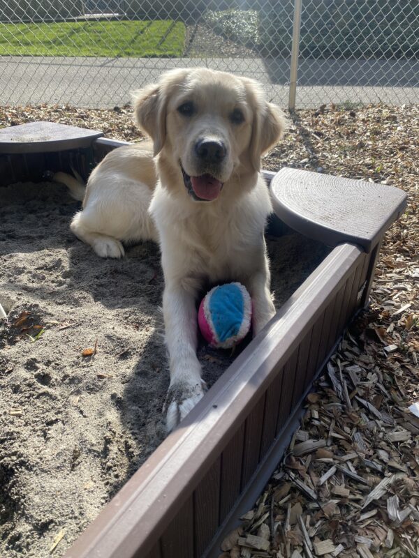 Nualla, an adorable golden/lab cross is laying in a sandbox on a beautiful, sunny day on the Oregon campus in one of the sensory yards with a stuffy between her front paws. She is looking at the camera intently with her head slightly cocked.