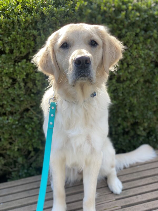 Nualla, an adorable golden/lab cross is sitting on a bench on a beautiful, sunny day. She is staring at the camera with her deep brown eyes, hoping for a snack after her participation. The sun is glistening off the top of her head.