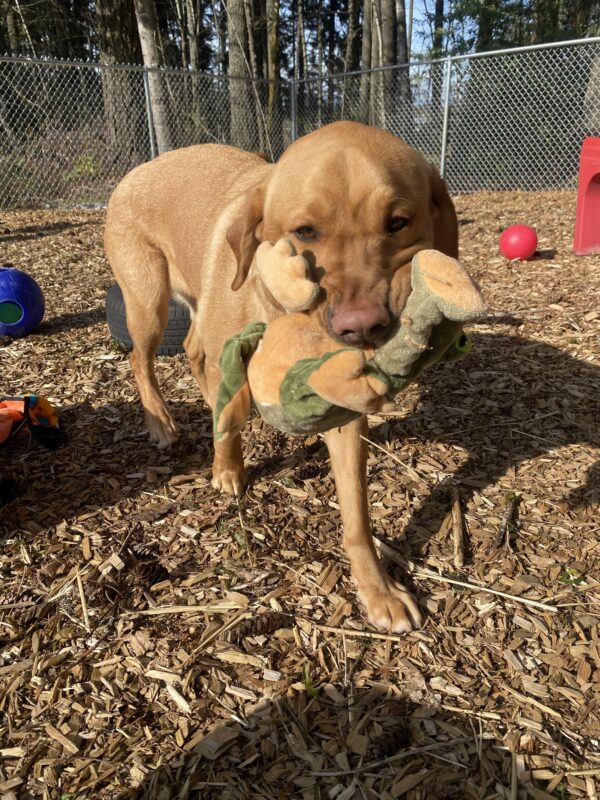 Ferb, a handsome, large Labrador is playing in one of the sensory yards on the Oregon campus on a beautiful sunny day. He is happily walking towards the camera to show off the frog stuffy he is holding in his mouth.