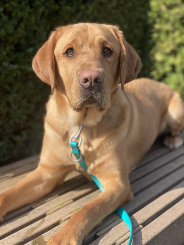 Ferb, a handsome, large Labrador is laying on a bench looking up at the camera with his sweet puppy dog eyes and his ears perked.