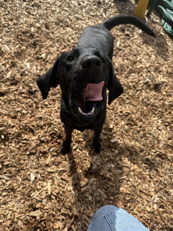 Jaylin stands on pine chips looking up at the camera. She is licking her cheek with her mouth wide open, her tail wagging and her right ear is flailing to the side.