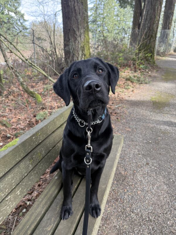 Hobby sits nicely atop a mossy wooden bench. His head is slightly tilted and leaning towards the camera. He is wearing his Blue collar and his black head collar. Behind him is a trail, some trees, and foliage.