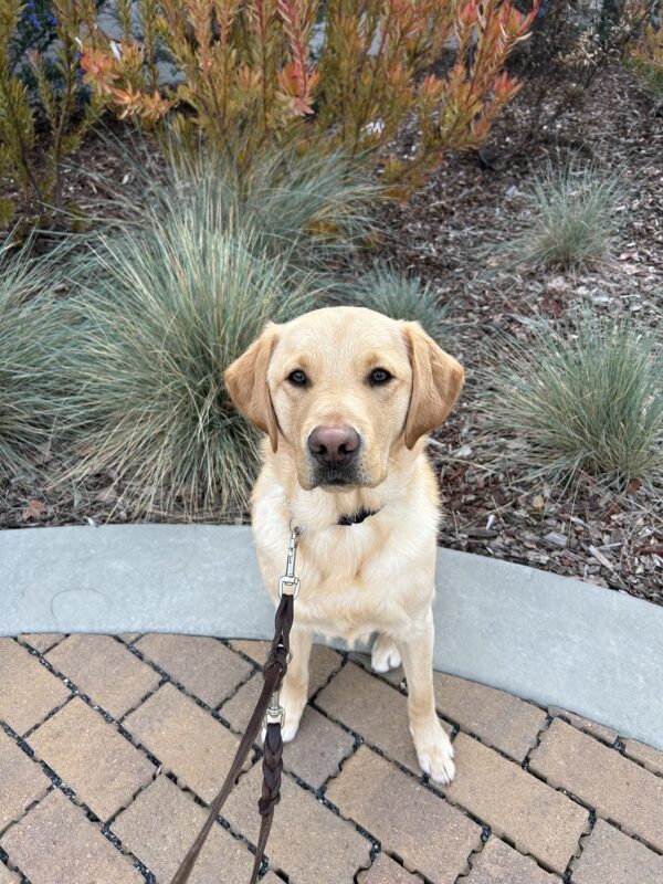 Elwood poses in front of green and orange foliage while out on a walk. He is looking inquisitively at the camera.