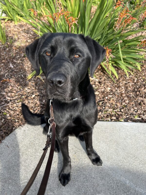 Poco is captured posing in front of green and orange foliage while out on a walk. He is looking directly at the camera with an inquisitive expression.