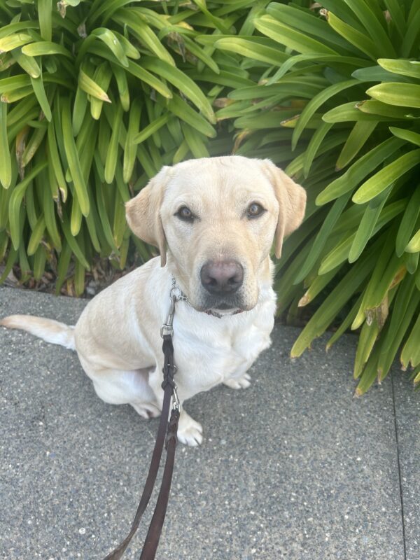 Arroyo poses in front of green foliage while out on a walk on campus. He is looking directly at the camera with an inquisitive expression.