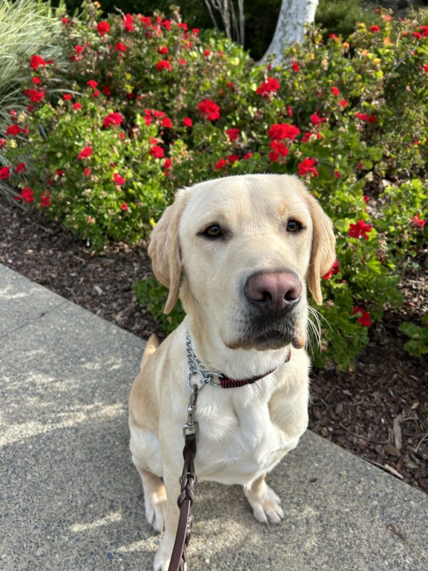 <p>Bramble poses in front of red flowers while out on a campus walk. He is looking at the camera with a content expression.</p>