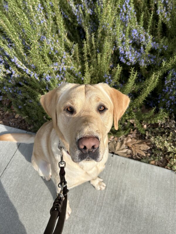 Bolt poses in front of green foliage with purple flowers while out on a walk on campus. He is looking up at the camera with an inquisitive expression.