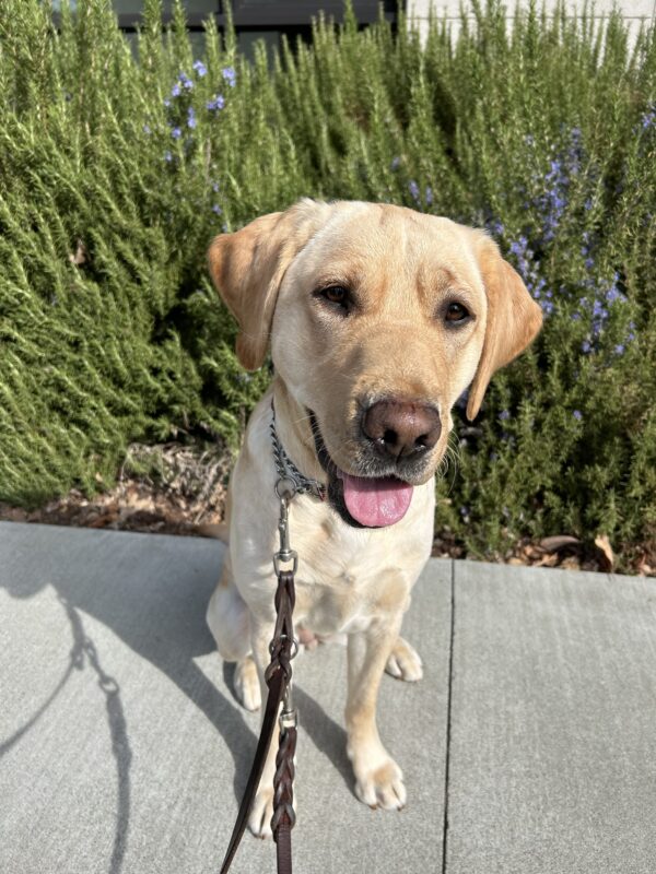 Bodega poses in front of green foliage and purple flowers while out on a walk on campus. She is looking slightly to the side of the camera with an inquisitive expression.