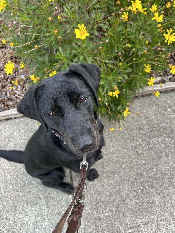 Tori poses for a photo in front of green foliage and bright yellow flowers. She is looking up at the camera with an inquisitive expression.