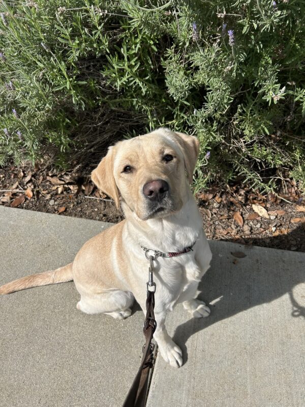 Avila poses in front of green foliage while out on a campus walk. She is looking up at the camera with an inquisitive expression.