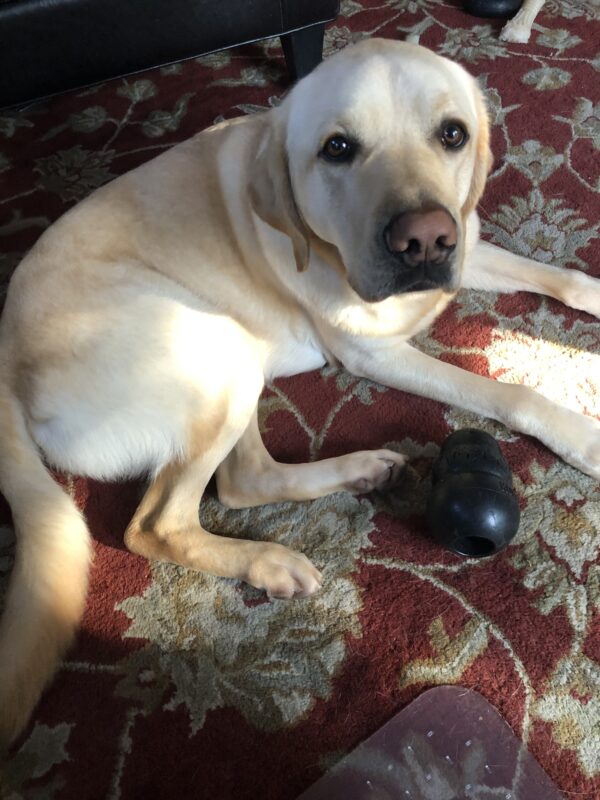 Agent is pictured lying on a red, tan and gold floral area rug. He is looking at the camera with a content expression and has a Kong toy between his feet.