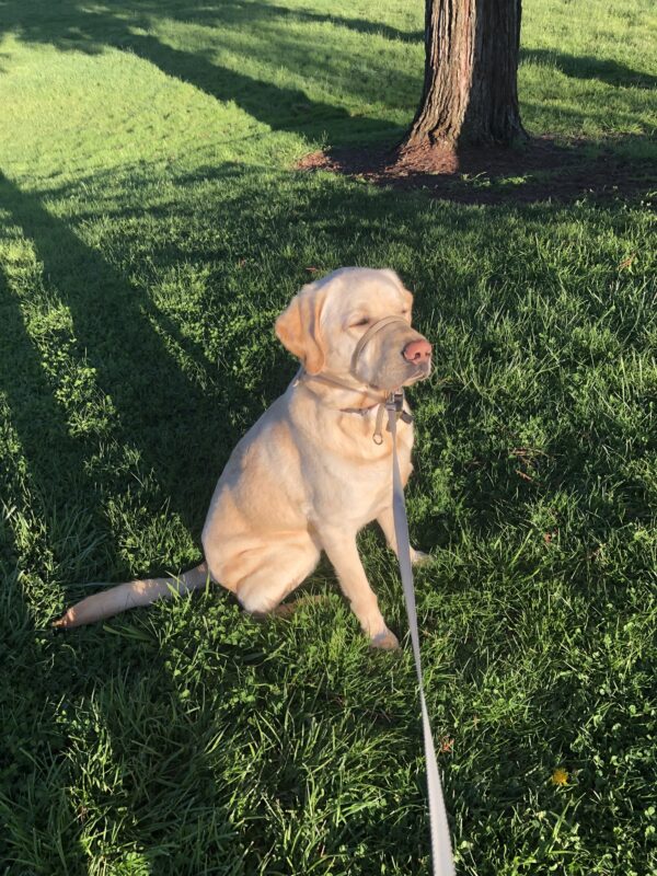 Agent is pictured posing on grass at the park during one of his daily walks. He appears to be looking off into the distance with a with a relaxed expression while enjoying the warm glow of the sun on his fur.