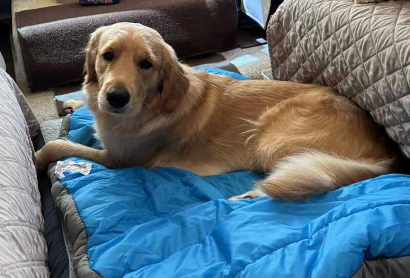 Button lies on a blue dog bed looking contentedly at the camera.