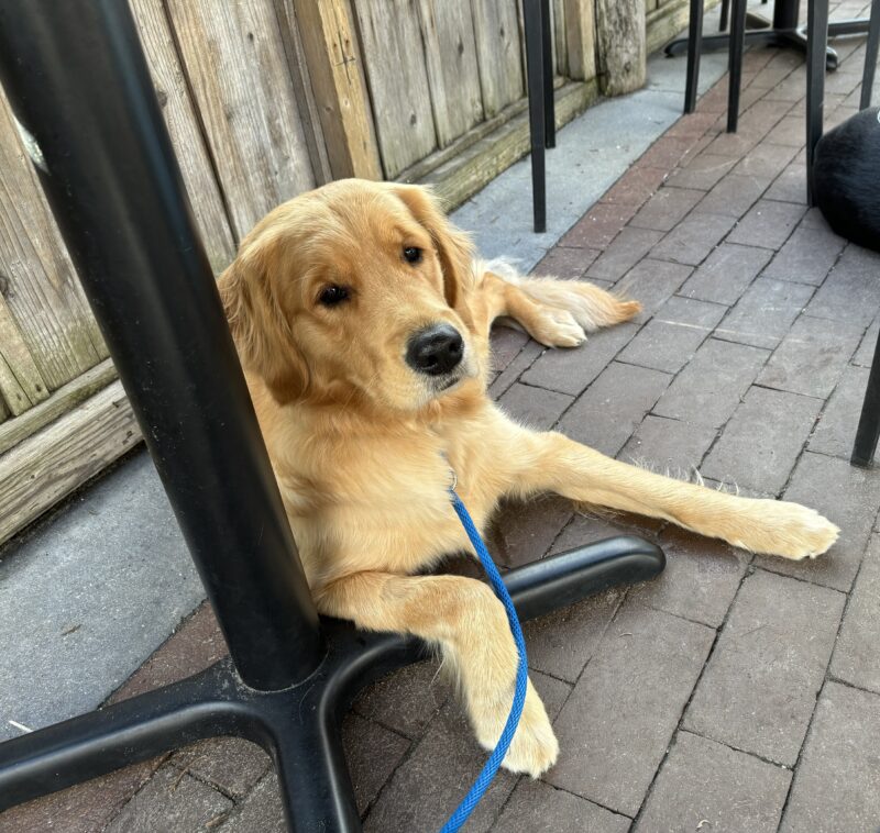 Button lies on a brick sidewalk underneath a table. She has a relaxed expression.