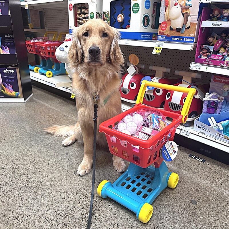 Golden Cross Scully sitting next to a kids play grocery cart with lots of items inside it