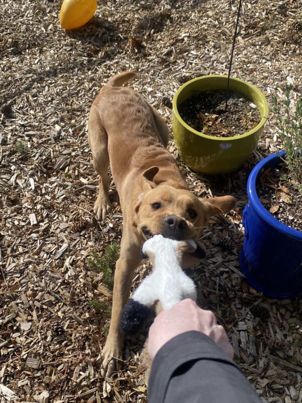 Weasley, an adorable, yellow lab/golden cross is in one of the Oregon campus sensory yards playing an intense game of tug with a staff member with his ears flopping backwards.
