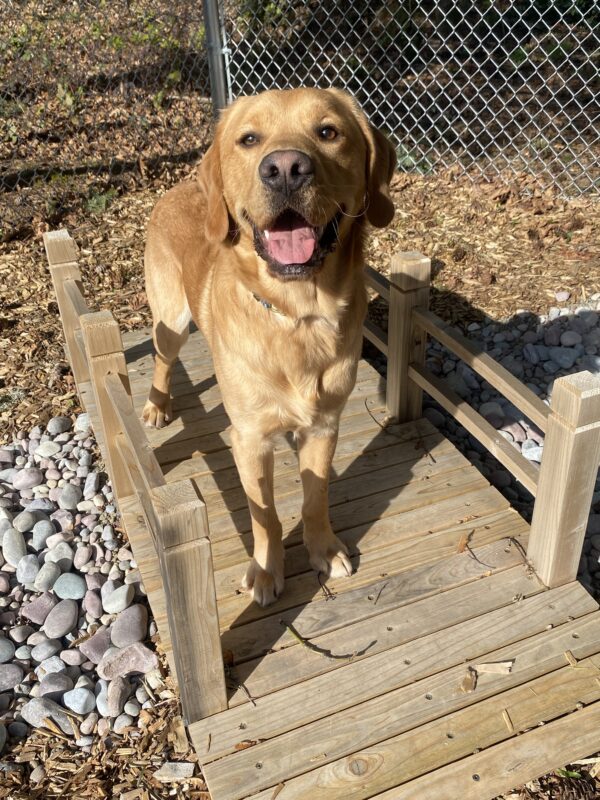 Weasley, an adorable, yellow lab/golden cross is standing on a wooden bridge in one of the Oregon campus sensory yards on a beautiful, sunny day. He is looking at the camera with a serious expression, but his pink tongue peeking out.