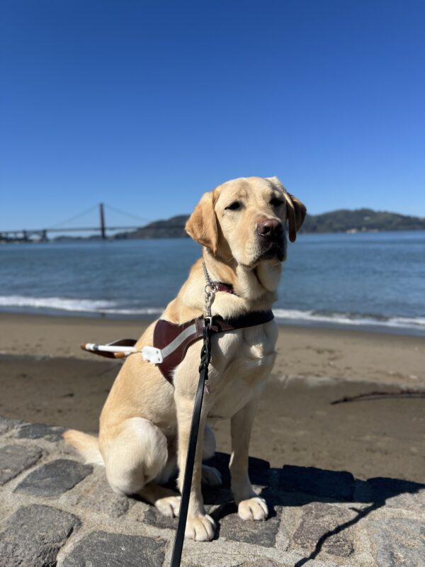 Stanley sits in harness looking slightly away from the camera. Behind him is the San Francisco Bay and the Golden Gate Bridge. It is a bright blue sunny day.