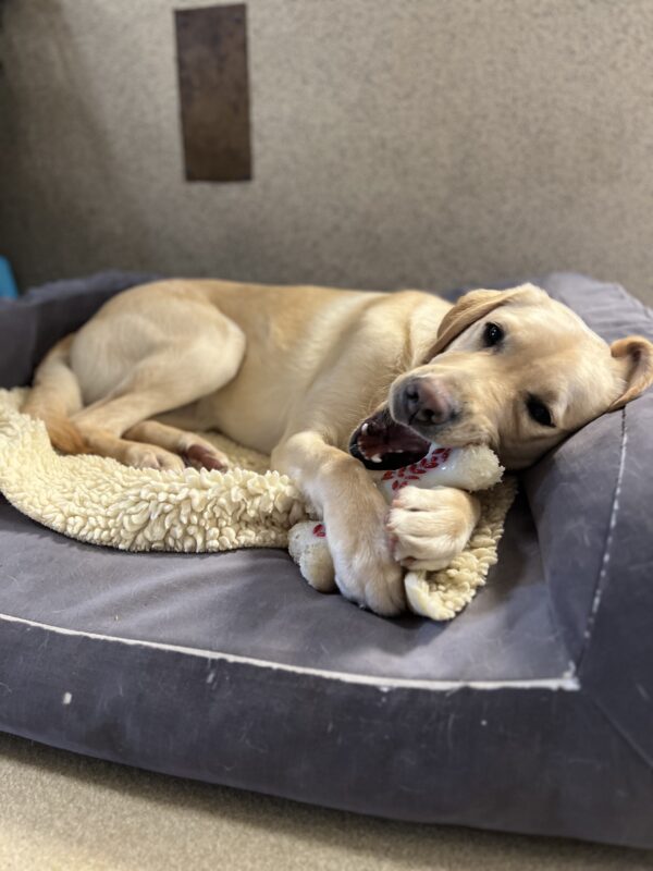 Stanley lays on a blue bed and fleece. He is mid-chew on a white and red Nylabone.