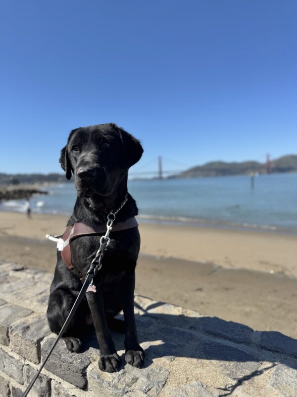 Howdy sits in harness looking slightly away from the camera. Behind him is the San Francisco Bay and the Golden Gate Bridge. It is a bright blue sunny day.