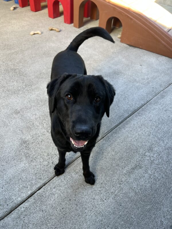 Howdy stands while looking up at the camera with his mouth open. His tail is mid-wag. Behind him is a play structure and bones in Community Run.