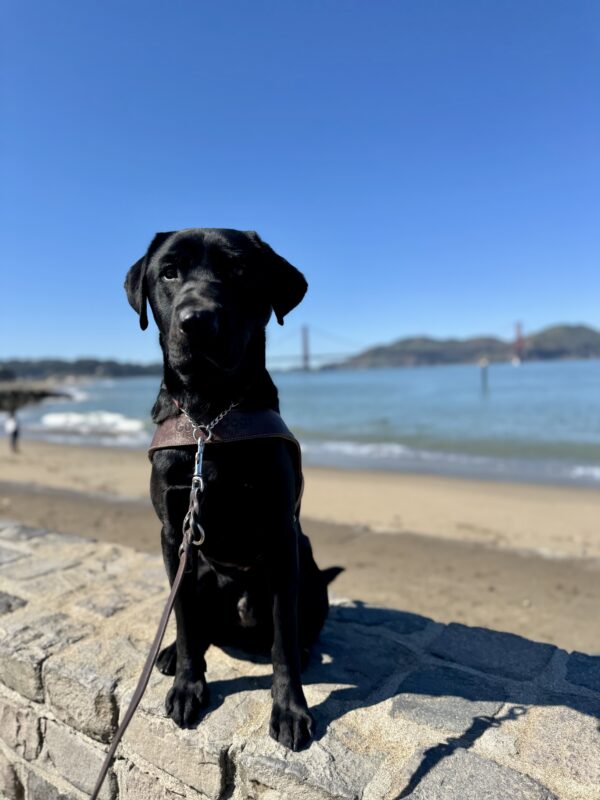 Hayes sits in harness looking slightly away from the camera. Behind him is the San Francisco Bay and the Golden Gate Bridge. It is a bright blue sunny day.