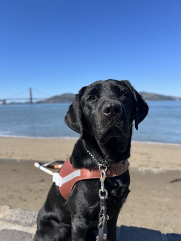 Gadget sits in harness while looking at the camera. Behind her is the San Francisco Bay and the Golden Gate Bridge. It is a bright blue sunny day.