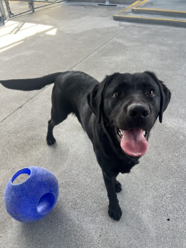 Gadget stands while looking at the camera with her tongue out. Her tail is mid-wag. Next to her is a blue Jollyball.